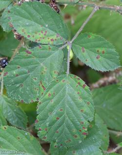 Victory Park Bramble