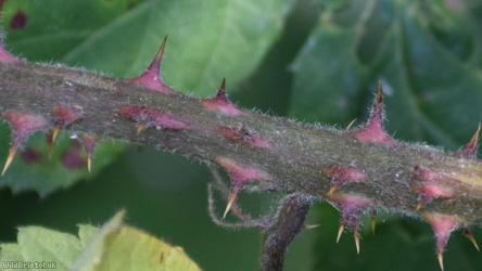 Victory Park Bramble