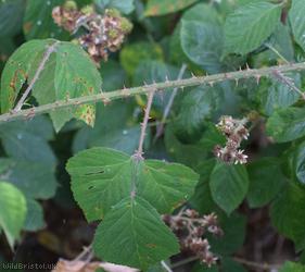 Victory Park Bramble