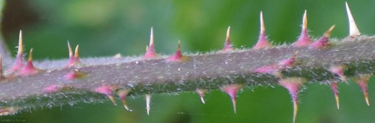 Victory Park Bramble