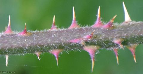 Victory Park Bramble