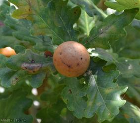 Oak Marble Gall Wasp