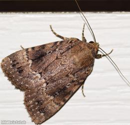 image for Copper Underwing