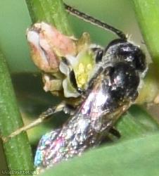 image for Lobe-spurred Furrow Bee?