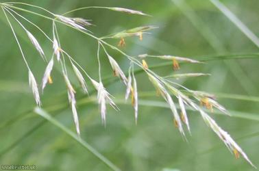 image for Various-leaved Fescue