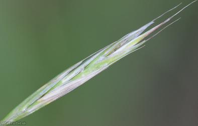 Various-leaved Fescue