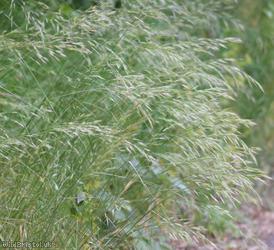 Various-leaved Fescue