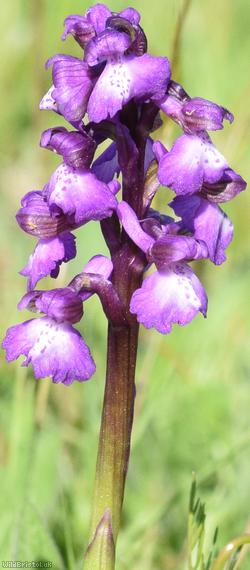 image for Green-winged Orchid