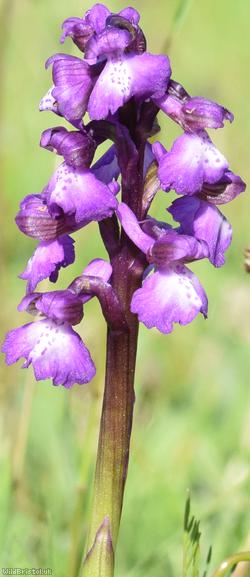 Green-winged Orchid