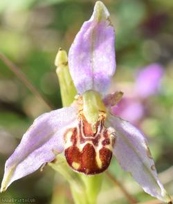 image for Bee Orchid