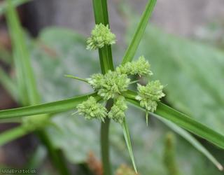 Pale Galingale