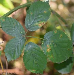 image for Rubus 'Nailsea Cuspidate-leaved Bramble'