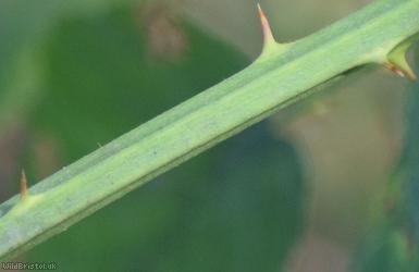 Rubus 'Nailsea Cuspidate-leaved Bramble'
