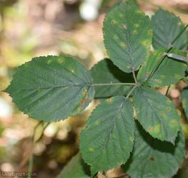 Rubus 'Nailsea Cuspidate-leaved Bramble'