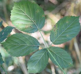 Rubus 'Nailsea Cuspidate-leaved Bramble'