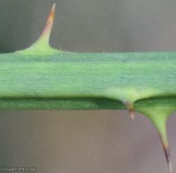 Rubus 'Nailsea Cuspidate-leaved Bramble'