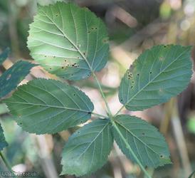 Rubus 'Nailsea Cuspidate-leaved Bramble'