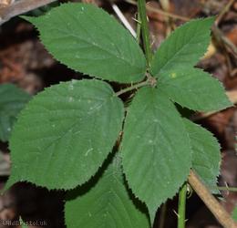 Bramble species 19