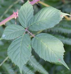Rubus platyacanthus