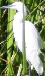image for Little Egret