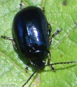 image for Alder Leaf Beetle