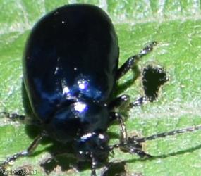 Alder Leaf Beetle