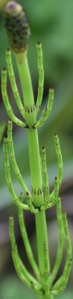 image for Water Horsetail