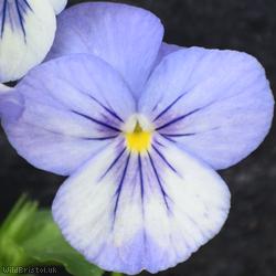 image for Garden Pansy