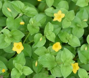 image for Yellow Pimpernel