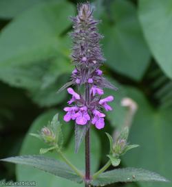 image for Marsh Woundwort
