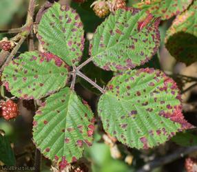 Velvet Bramble
