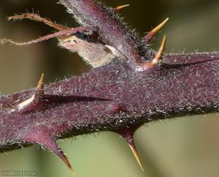 Velvet Bramble