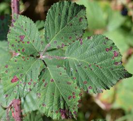 image for Dusky-stemmed Bramble