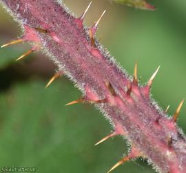 Dusky-stemmed Bramble
