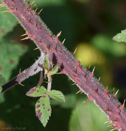 Dusky-stemmed Bramble