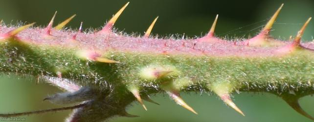 Dusky-stemmed Bramble