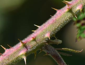 Dusky-stemmed Bramble