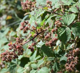 Dusky-stemmed Bramble
