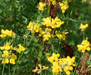 image for Common Bird's-foot Trefoil