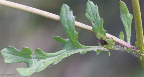 Marsh Ragwort