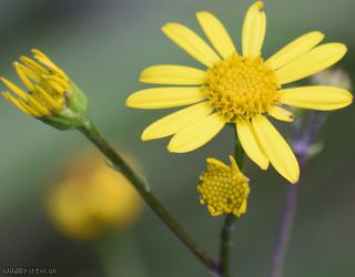 Marsh Ragwort