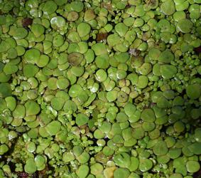 image for Greater Duckweed