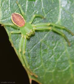 image for Green Crab-spider