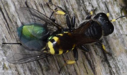Dark Fly Fox