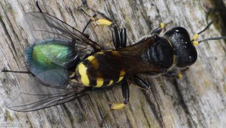 Dark Fly Fox