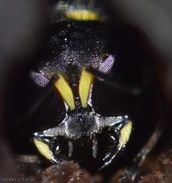 image for Dark Fly Fox