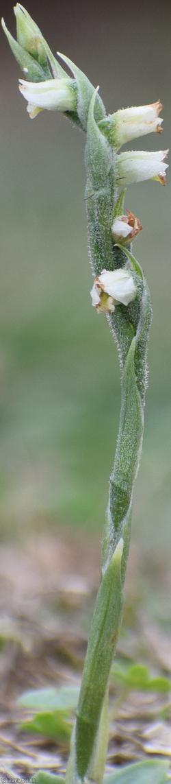 Autumn Lady's-tresses