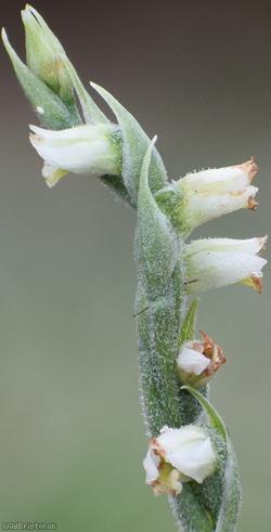 Autumn Lady's-tresses
