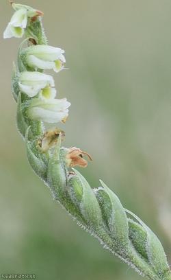 Autumn Lady's-tresses