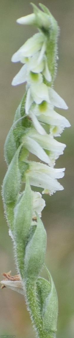 Autumn Lady's-tresses
